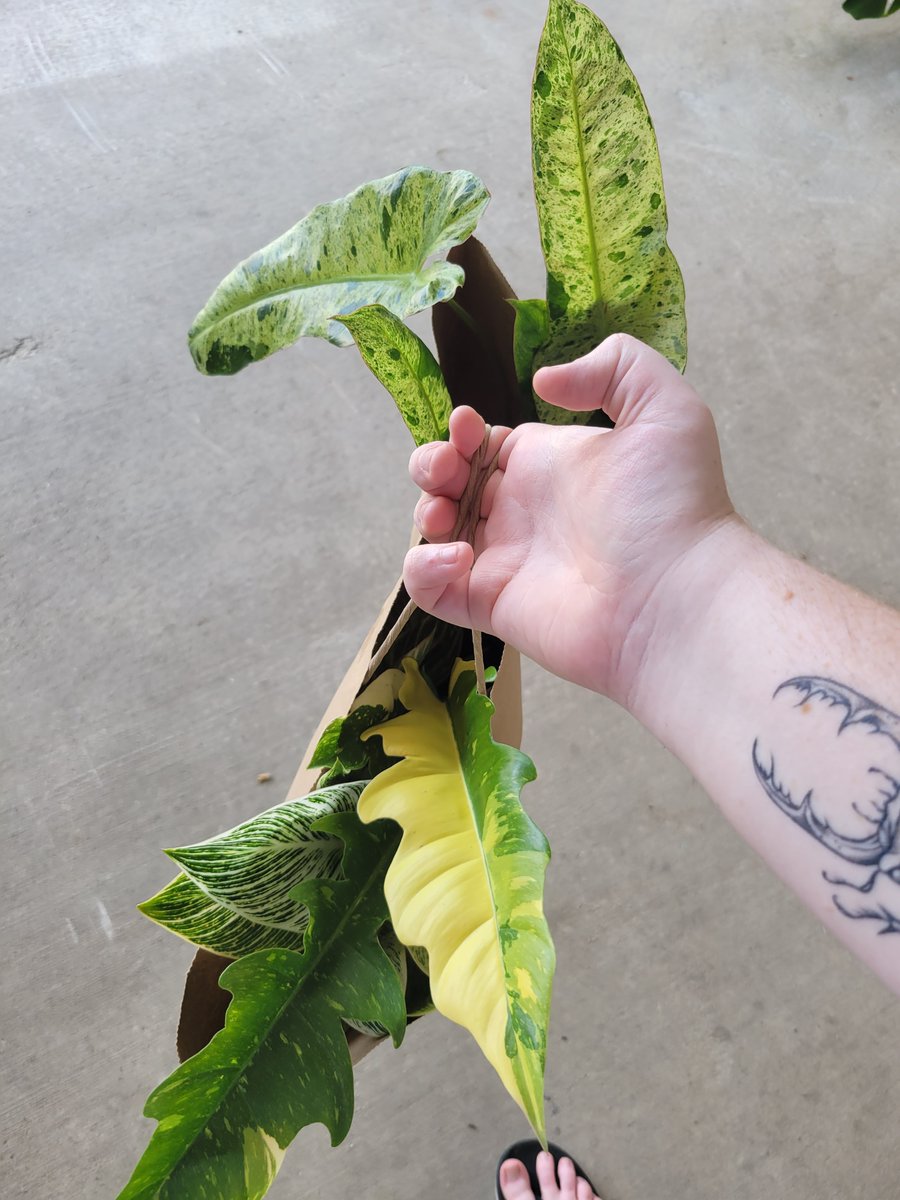 oops 👀 

#plants