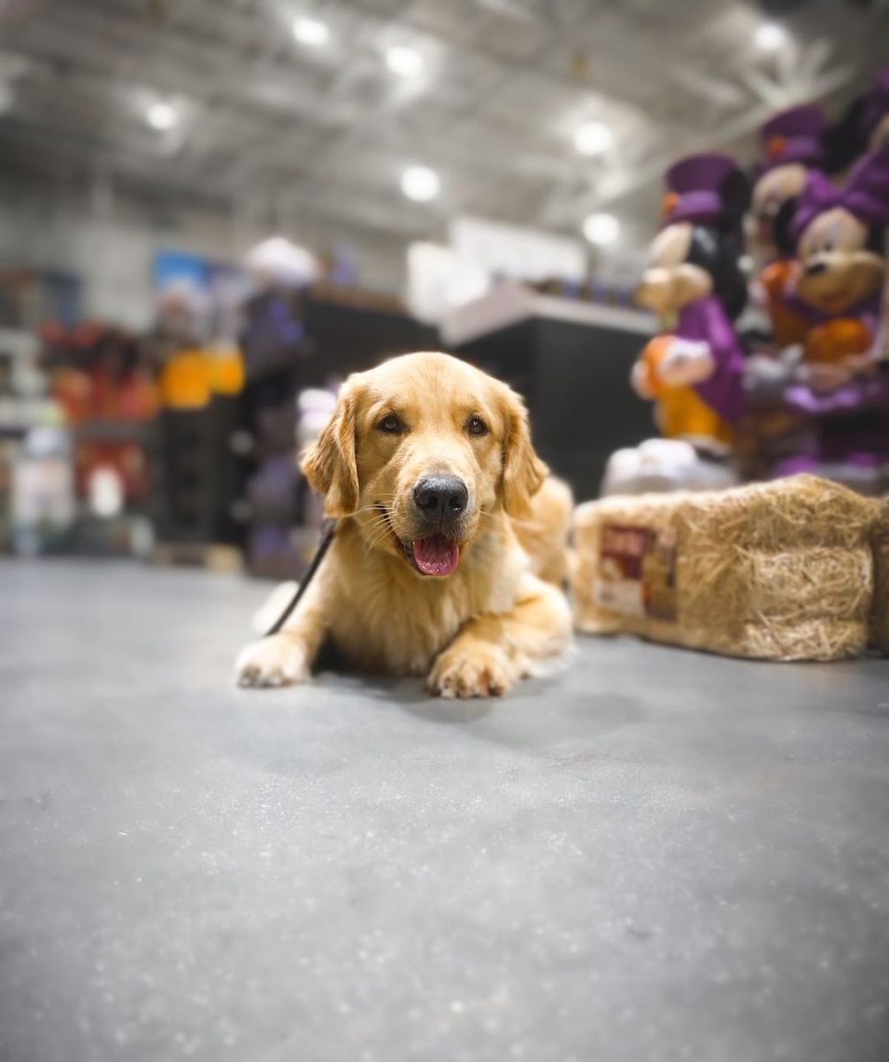 Luca is in the Halloween spirit. 👻
We wanted to wish everyone a safe and happy Halloween! #servicedogs