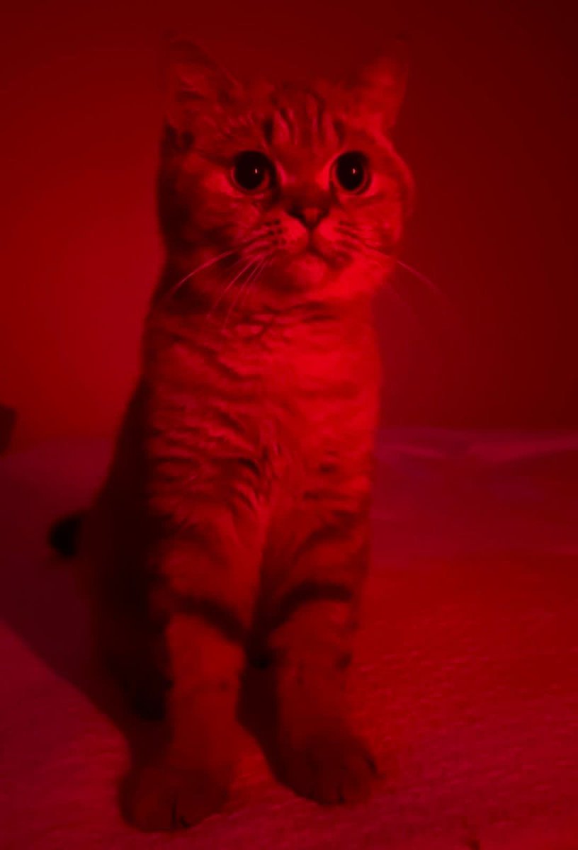 MsBulochka's tweet image. Головне тільки не вимикайте світло всередині себе🫶