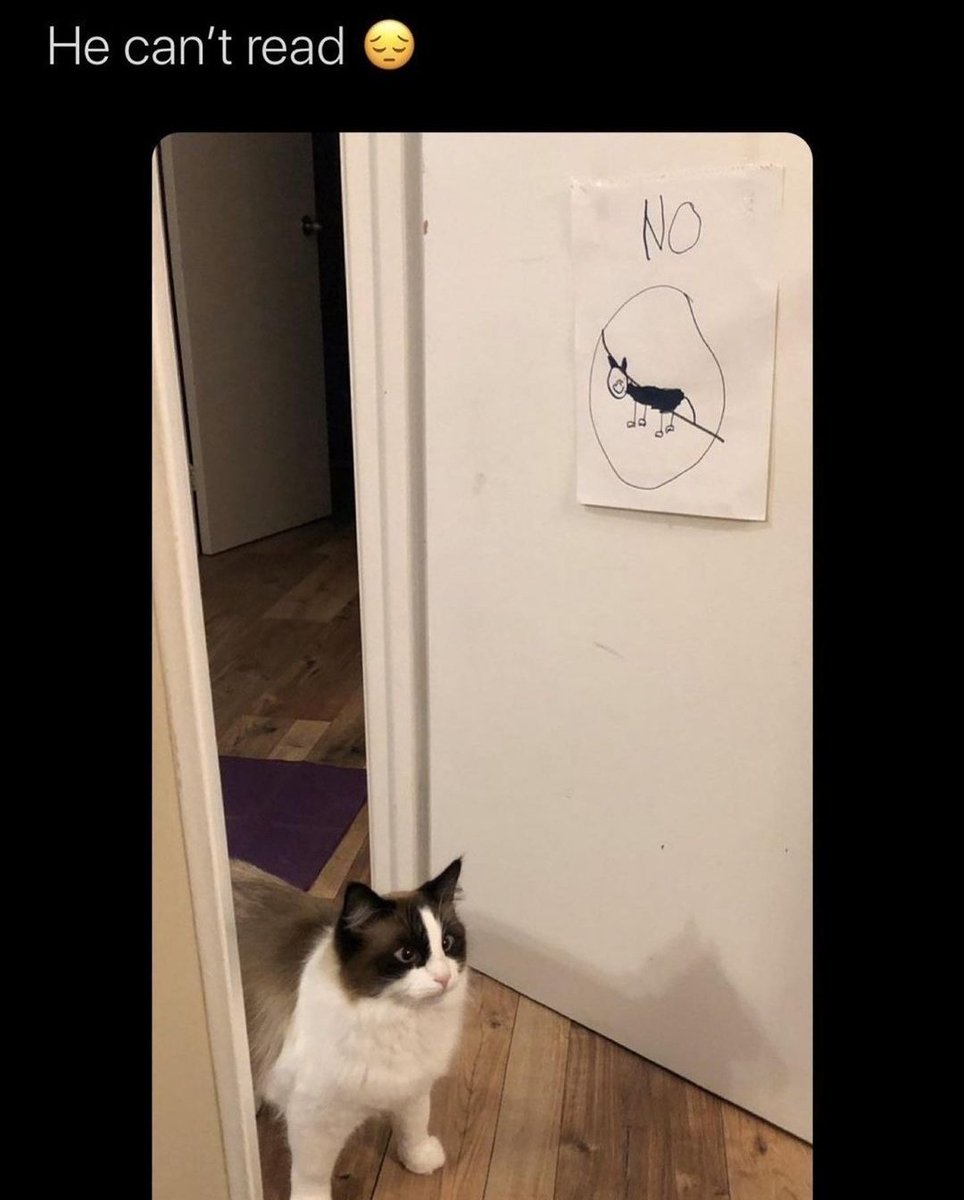 chaotic cats tweet media