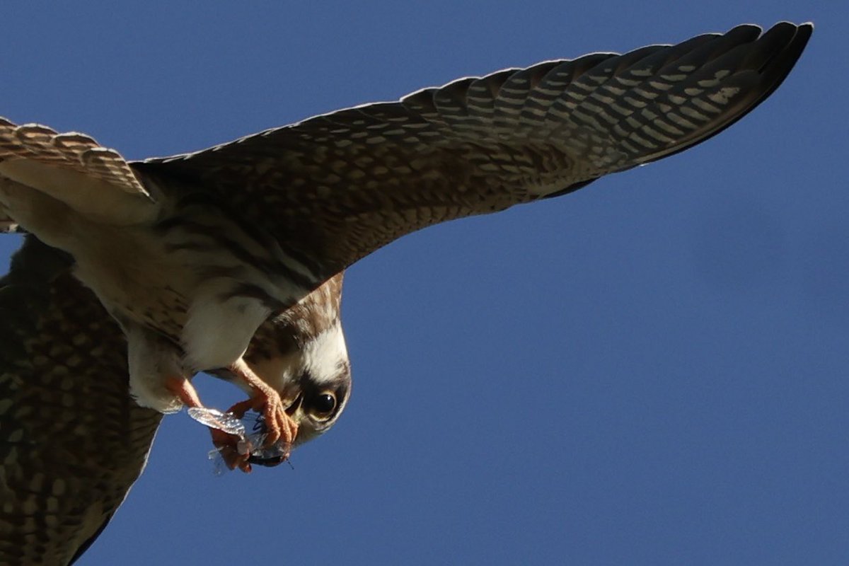 robdumbrell tweet media