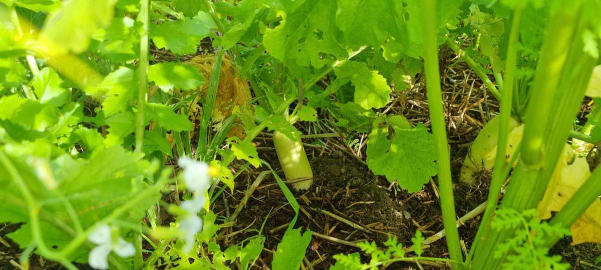 DALTONSMILLS's tweet photo. Denis Dalton out walking a crop of DLF's Regener8 cover crop mixture. Keep the soil alive over winter. 🌾🔵 https://t.co/7HIvxTYCQ6