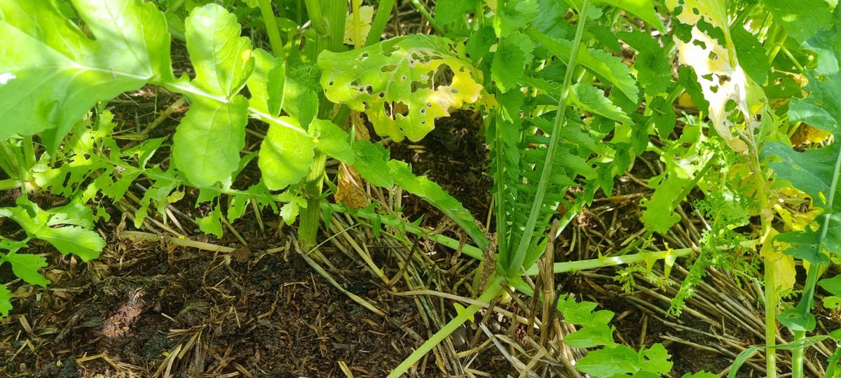 Denis Dalton out walking a crop of DLF's Regener8 cover crop mixture. Keep the soil alive over winter. 🌾🔵