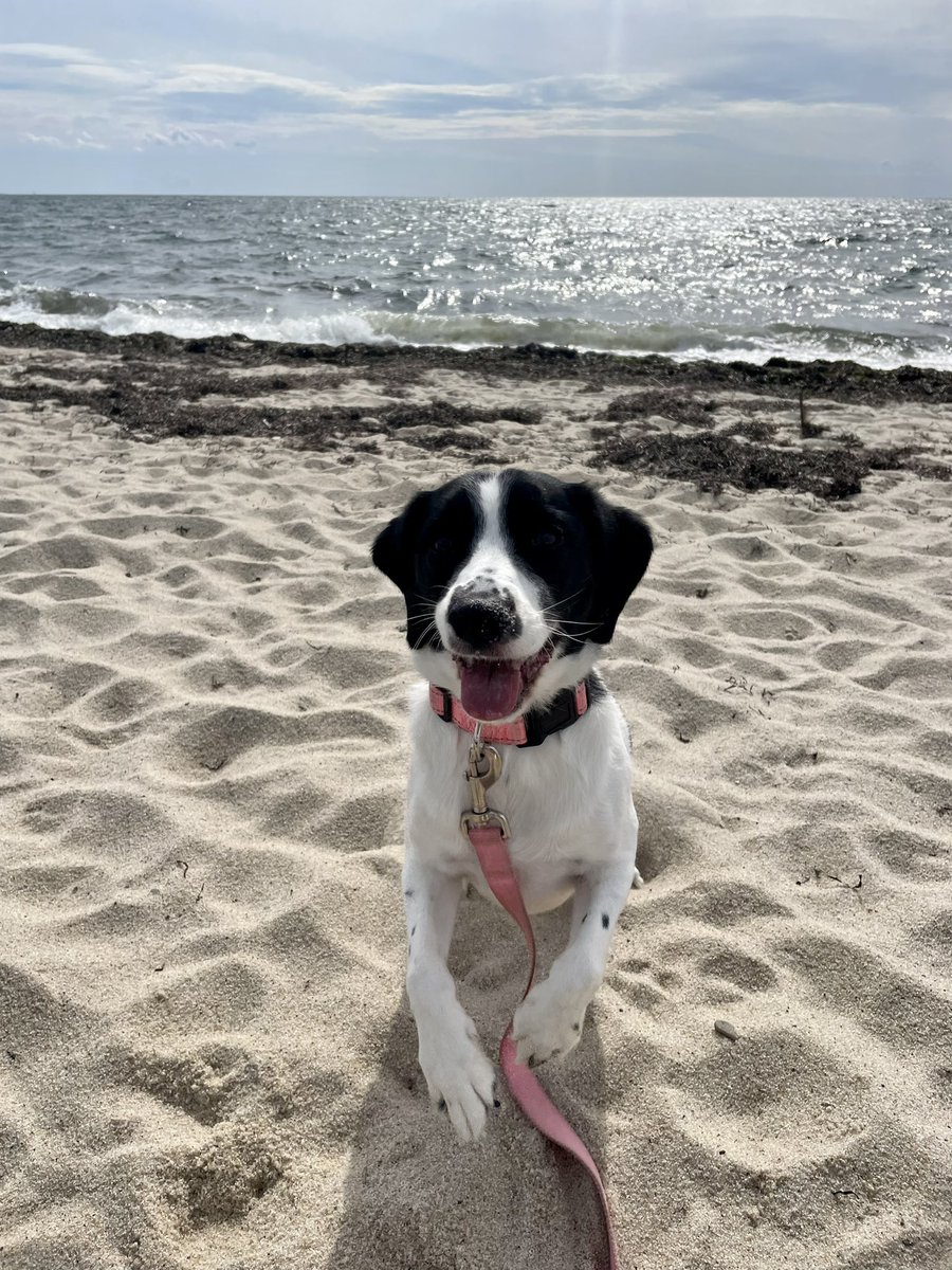 BeingFrankle's tweet photo. Hershey loving the beach. It brings down her anxiety. #hershey #dogs #dogsonvacation #dogswithanxiety #anxiousdogs #happydog #dogsonvacation #dogsatthebeach https://t.co/DUKcc3RGa2