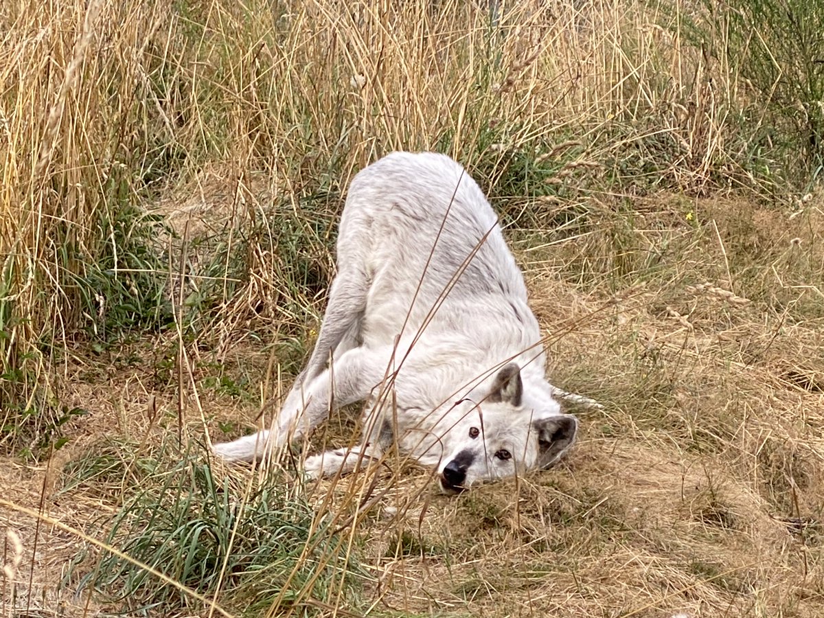 wolfhavenint's tweet photo. One, two, three…. we recently caught great shots of Tecumseh (aka "T") rolling on a piece of stinky gorgonzola cheese! We regularly offer novel scents to engage the very sophisticated noses of our residents.
#sanctuary #education #conservation #wolf #enrichment #scentrolling https://t.co/Zw5KPTokYR
