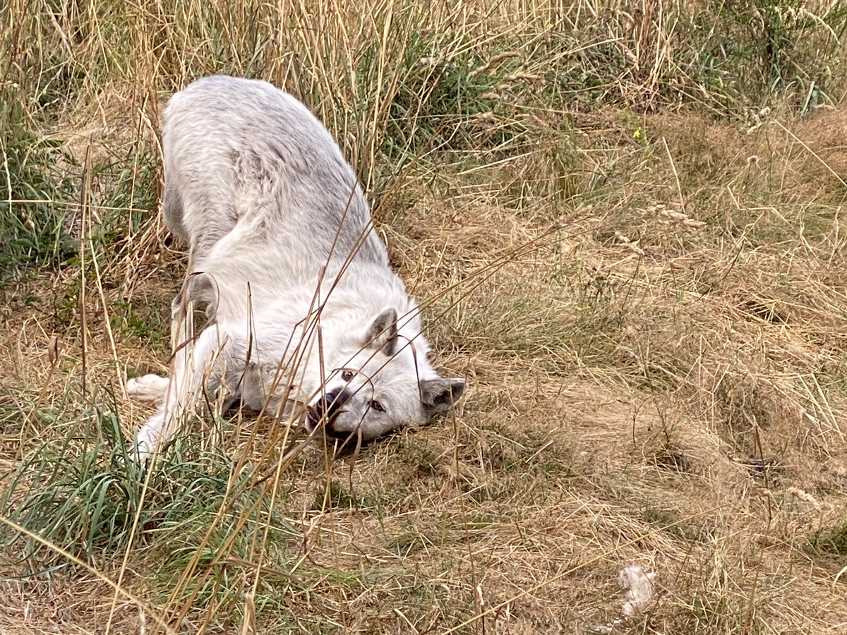wolfhavenint's tweet photo. One, two, three…. we recently caught great shots of Tecumseh (aka "T") rolling on a piece of stinky gorgonzola cheese! We regularly offer novel scents to engage the very sophisticated noses of our residents.
#sanctuary #education #conservation #wolf #enrichment #scentrolling https://t.co/Zw5KPTokYR