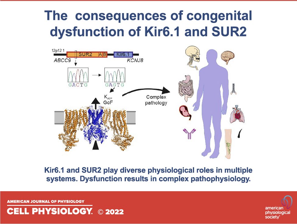 A new #review by authors from @WUSTLmed examines Kir6.1 and SUR2B in Cantú syndrome: 

ow.ly/uzt250L4PSk

#SmoothMuscle #channelopathy #PotassiumChannels
