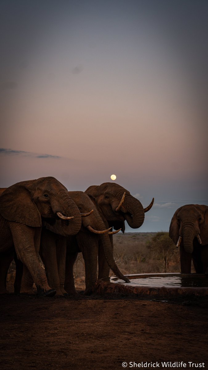 SheldrickTrust's tweet photo. Getting a clear sight of a full moon is always special, even more so in an area like Tsavo where there is no light pollution. It's on another level again when wild bull elephants position themselves in the view! https://t.co/OaOF9O4XCm