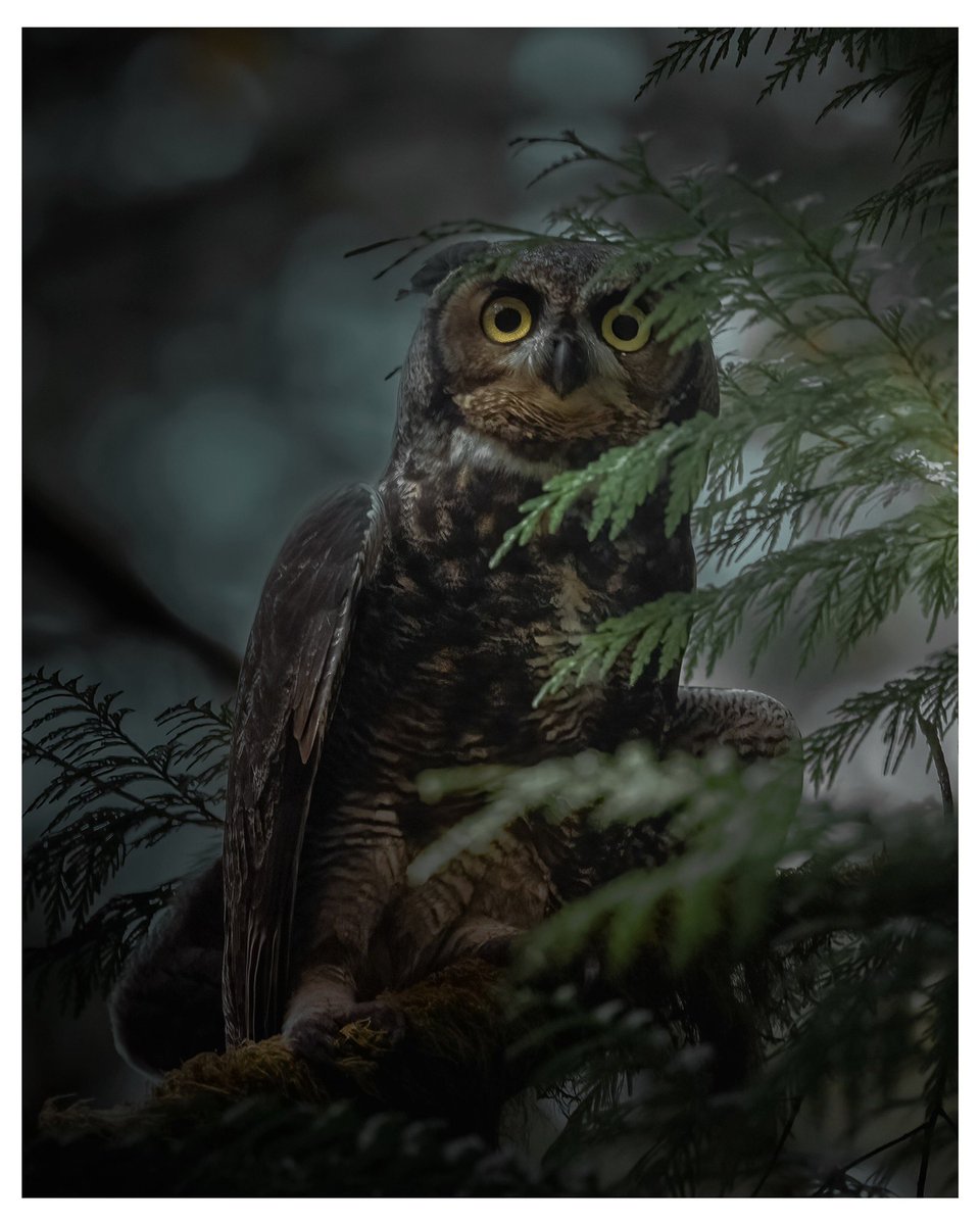 A Great Horned Owl observes me through a bow of cedar - 

#Vancouverisland #owl #OwlSquad #owls #centaurus