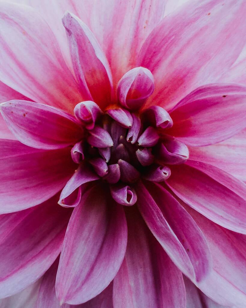 Hope you don't mind these being so in your face ✨
.
.
.
#other_worldly_beauty #grikart_macro #macroviewpoint #passion_in_macro #nuts_about_MACRO #raw_macro #macro_world #other_worldly_beauty #flowerpower #floweroftheday #flowerlover #shotoniphone #sh… instagr.am/p/CjithtDMJM2/