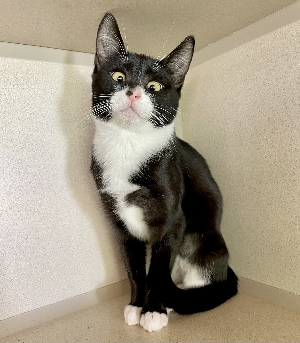 Princess Charloote only has cross-eyes for you 🖤 adopt this sweet kitten! 

➡️ bit.ly/2NgniUD