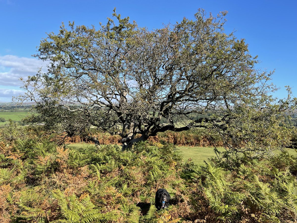 TessaJaneDesign's tweet photo. @HebronMalcolm @GraniteElements Ooh I need to come out and walk/ draw with you. Would love to know what I’m looking at. Don’t know #Dartmoor enough I need to pack a little sketch book when I go #dogwalking #mycreativeweek today near #Horrorbridge we lost this blue ball later! https://t.co/5ee9jX033q