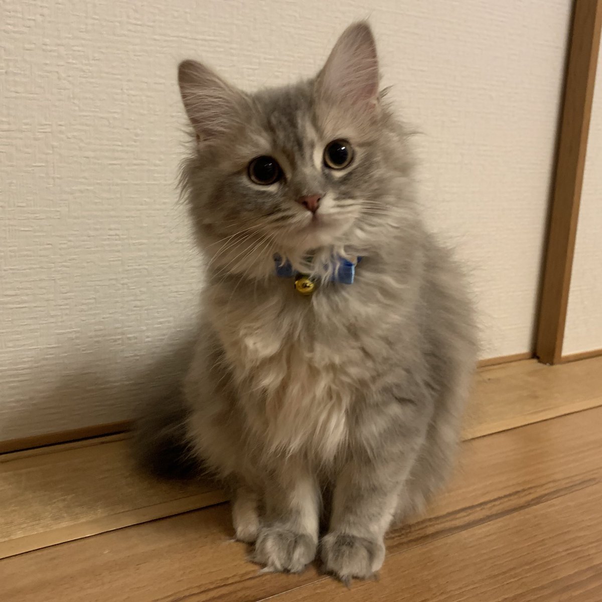 n__009312's tweet photo. ベルちゃんの成長記録🐈🐈

2歳おめでとう💖 https://t.co/2AntVWEtbT