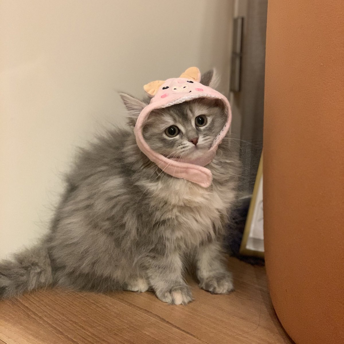 n__009312's tweet photo. ベルちゃんの成長記録🐈🐈

2歳おめでとう💖 https://t.co/2AntVWEtbT