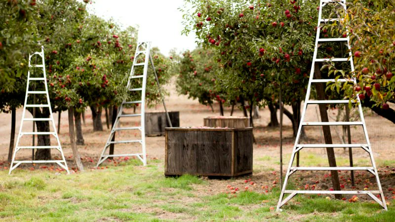 At North Coast, this is our favorite time of the year, and for good reason!  Find out why as we explore some of our most cherished moments and traditions, and share amazing recipes you won't want to miss!  #harvest2022 #harvestseason #northcoastorganic buff.ly/3rGu1bw