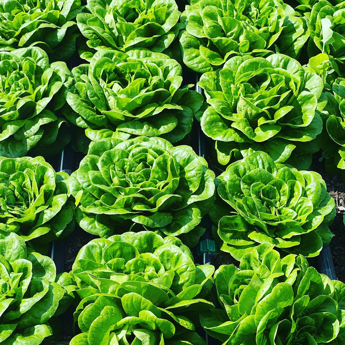 Got lettuce? These beauties will be on a school salad bar soon. 😋🥗🥬

#farmtoschoolmonth #farmtoschool #regenerativeorganic #whatsinyourlunch