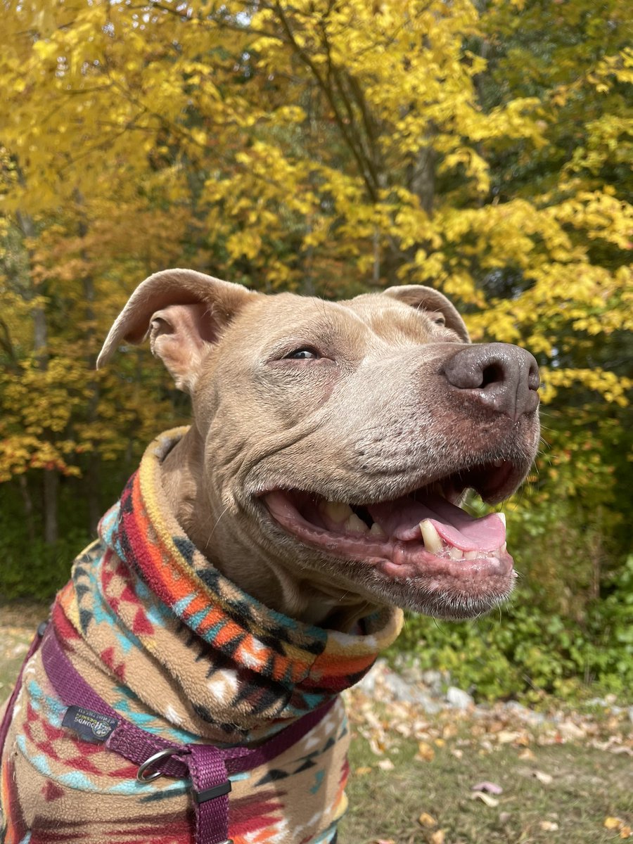 BostonASDCoach's tweet photo. Fall photo shoot!  #AdoptDontShop https://t.co/39VvwCeqhR
