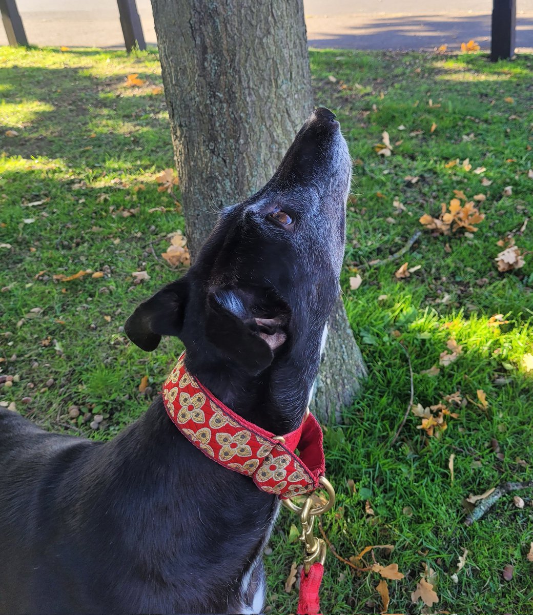 The Rose Pub & Deli tweet media