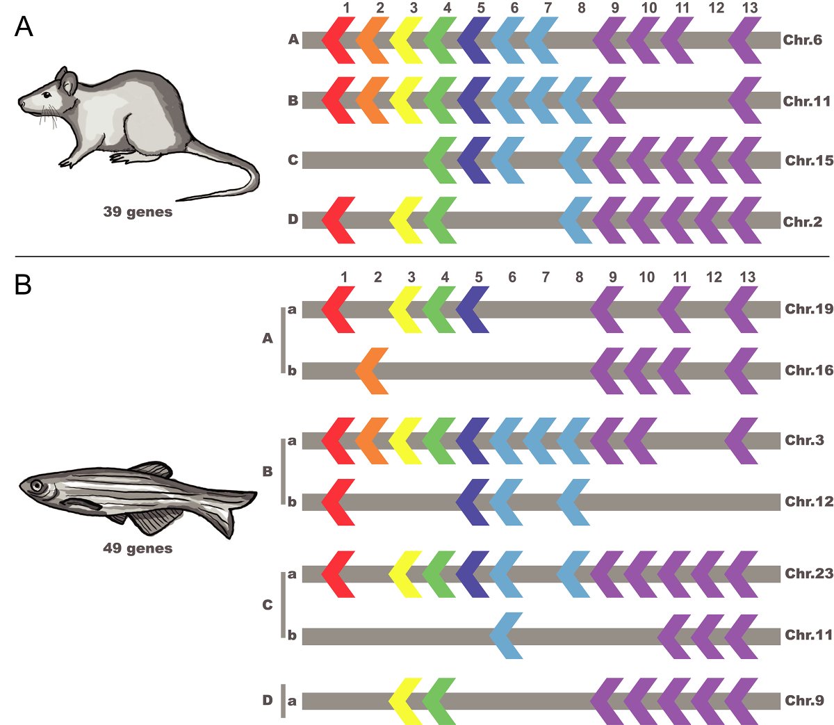 I'm overjoyed to present to #sciencetwitter our review covering the broad number of #extracellularmatrix interactions experienced by #neuralcrest cells. Most excitingly, we present #Hox genes as potential regulators of NCC-ECM interactions, with synergistic examples in the lit.