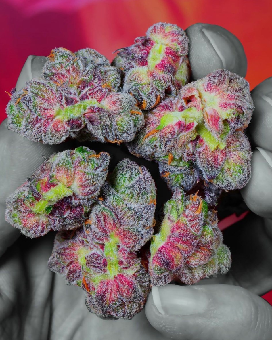 Beautiful Buds 💚💜❤️

#cannabiscommunity #cannabisculture #cannabisindustry
