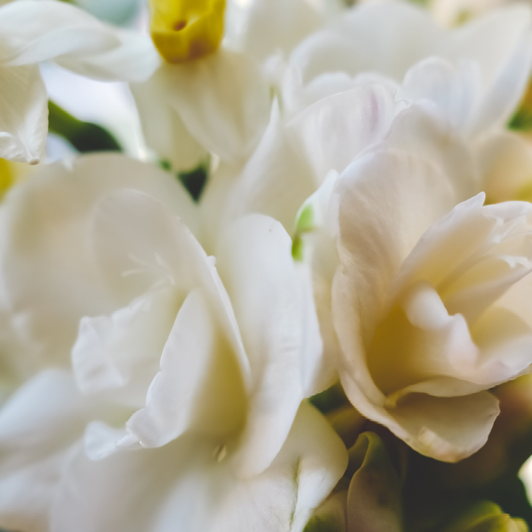 liseklara's tweet photo. The Jasmine flower ✨ has many benefits, especially in skincare. It can help balance moisture and naturally reduce dryness without clogging the pores. By hydrating the skin it will also control the sebum production to avoid acne.  

Plenitude products that contain jasmine:

1. H https://t.co/o6mAZiIrrn