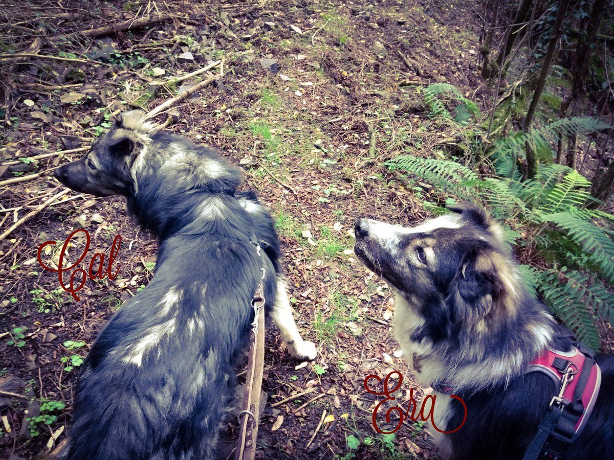 stregatte's tweet photo. Nel bosco 💚
#cagnacci https://t.co/YipzxfX7iO