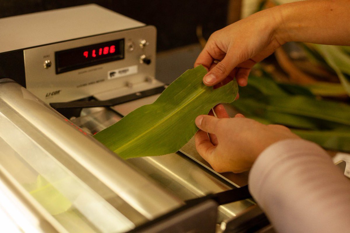 We finished the samples from our #Sorghum project in the <a href="/CortevaUS/">Corteva U.S.</a> Station

We photographed the plants and leaves in V7, flowering &amp; maturity, to measure them

This project aims to create a 3D canopy simulation model of 20 different sorghum genotypes
#WeAreCiampittiLab