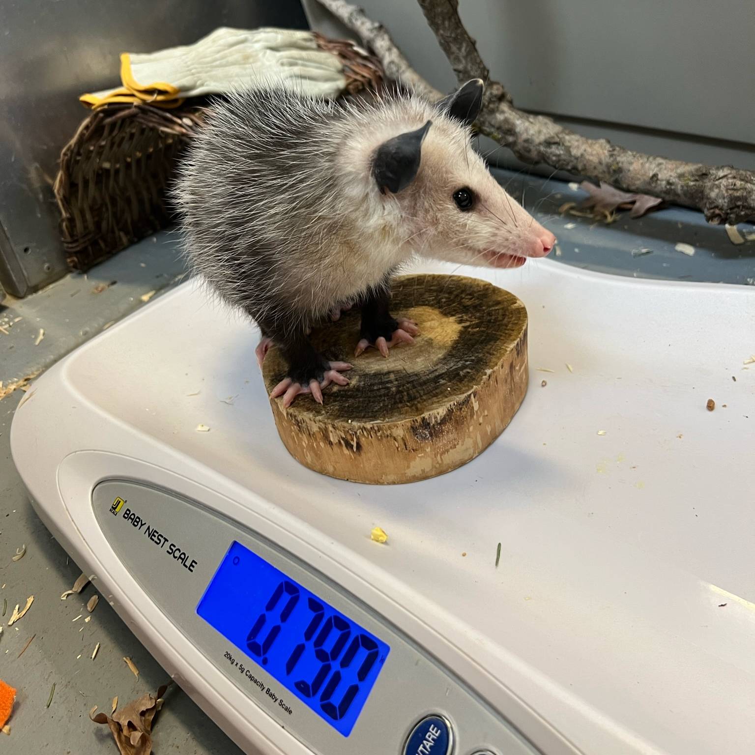 Minnesota Zoo on Twitter "Opossums or possums? They're actually two different species. Here in