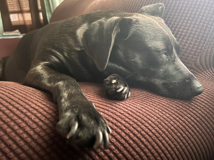 My dog has the right idea 😭 https://t.co/XBTr2KSWTw