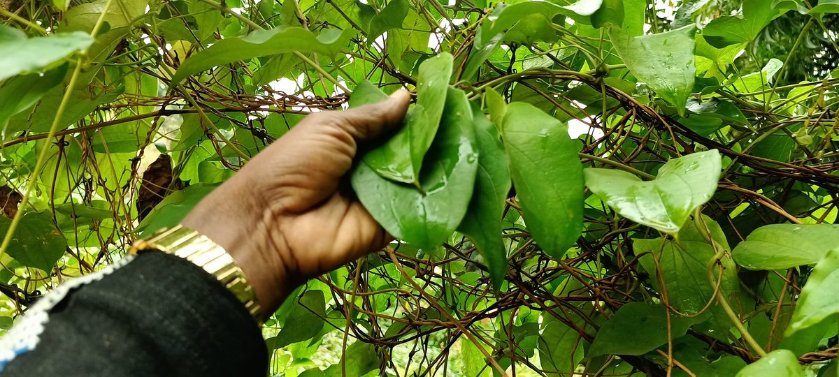 elhadjham's tweet photo. Feuilles d'#ignames à la Ferme-école #AGRITRADE AFRICA. C'est une plante à racine. Vos #enfants ont envie d'aiguiser leur sens élevé d'observation ? Nous leurs offrons un cadre idéal. #TgTwittos . https://t.co/4eJgozQ6PO