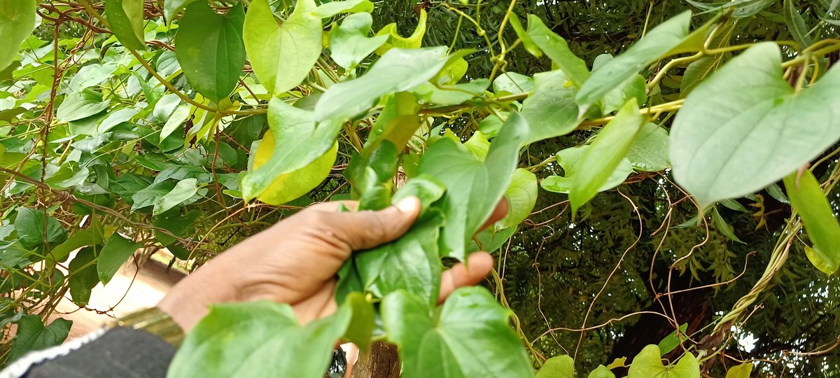 elhadjham's tweet photo. Feuilles d'#ignames à la Ferme-école #AGRITRADE AFRICA. C'est une plante à racine. Vos #enfants ont envie d'aiguiser leur sens élevé d'observation ? Nous leurs offrons un cadre idéal. #TgTwittos . https://t.co/4eJgozQ6PO