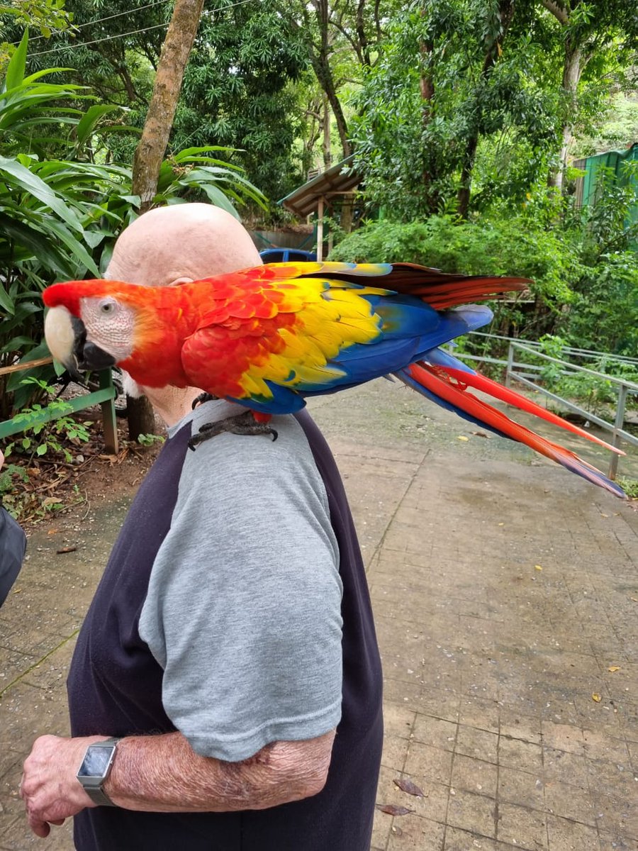 2ksRoatan's tweet photo. Cruising Carnival Paradise,one port in at a time
#perfectdayinroatan
#thingstodoinroatan 
#mahoganyexcursion

The scarlet macaw  with its iconic red, blue and yellow plumes, is the national bird of Honduras. It inhabits forests from  Central America to the southern Amazon. https://t.co/kGWlQ25AaV