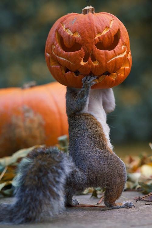 JenaC2's tweet photo. Animals in the #fall 🐿🎃🍂🍁 Have a wonderful day/night y’all xx 😘🐿🎃🍂🍁🧚🏻💓 #October2022 https://t.co/DxhxAghuPw