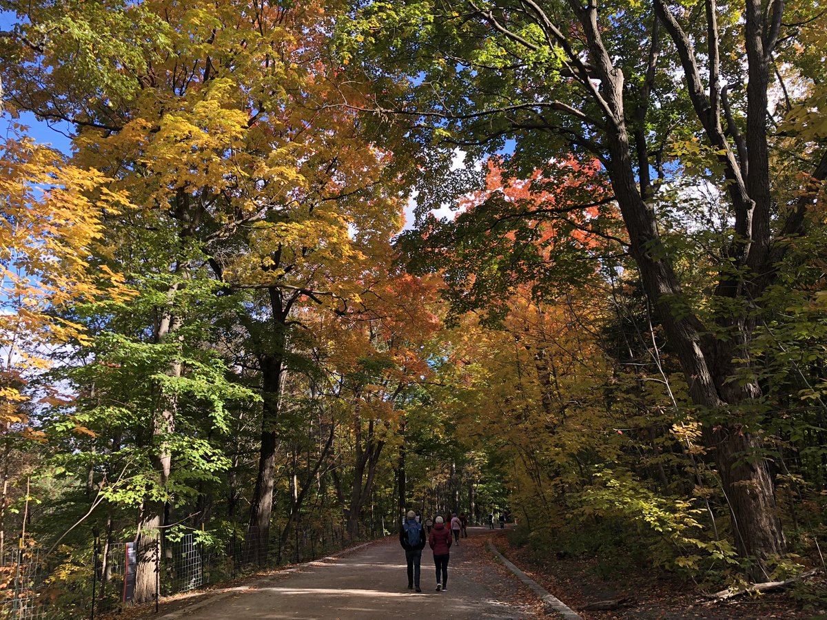CL_opez's tweet photo. Enjoying a long weekend walk up #MontRoyal. What a gorgeous day @lemontRoyal. #mtlfall https://t.co/4xDKL2xJnQ