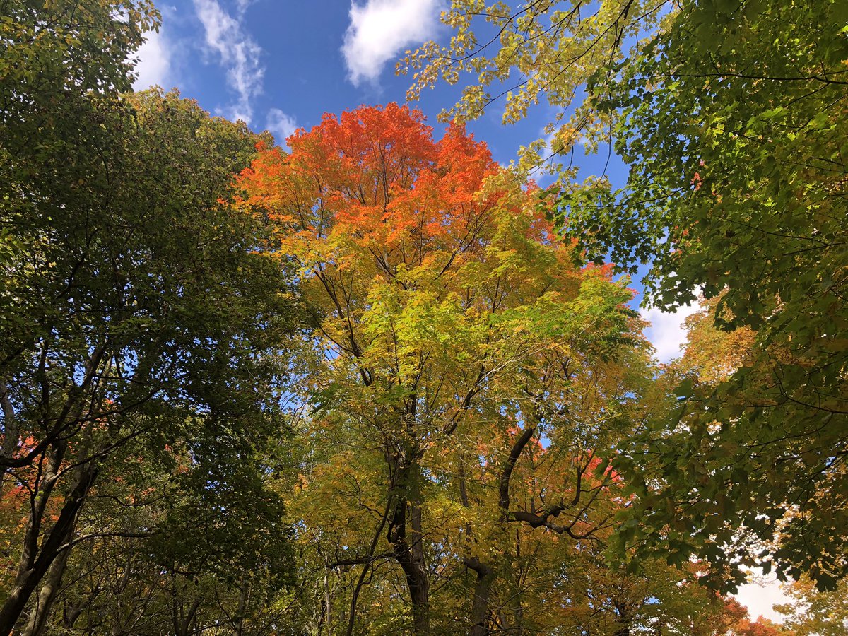 CL_opez's tweet photo. Enjoying a long weekend walk up #MontRoyal. What a gorgeous day @lemontRoyal. #mtlfall https://t.co/4xDKL2xJnQ