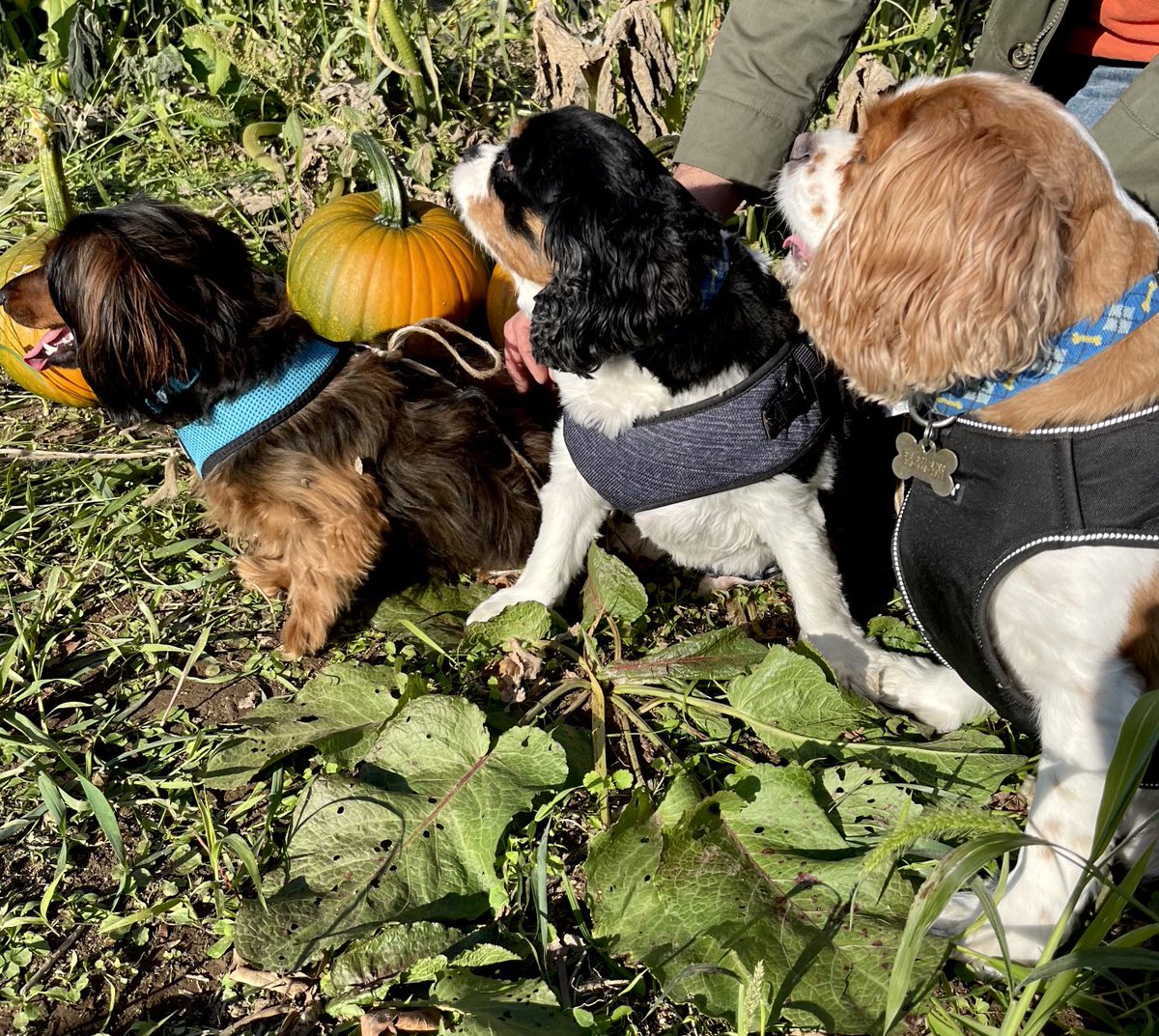 Colleenmott2's tweet photo. Pumpkin picking with the Pups! https://t.co/qoTvJvW5Lc