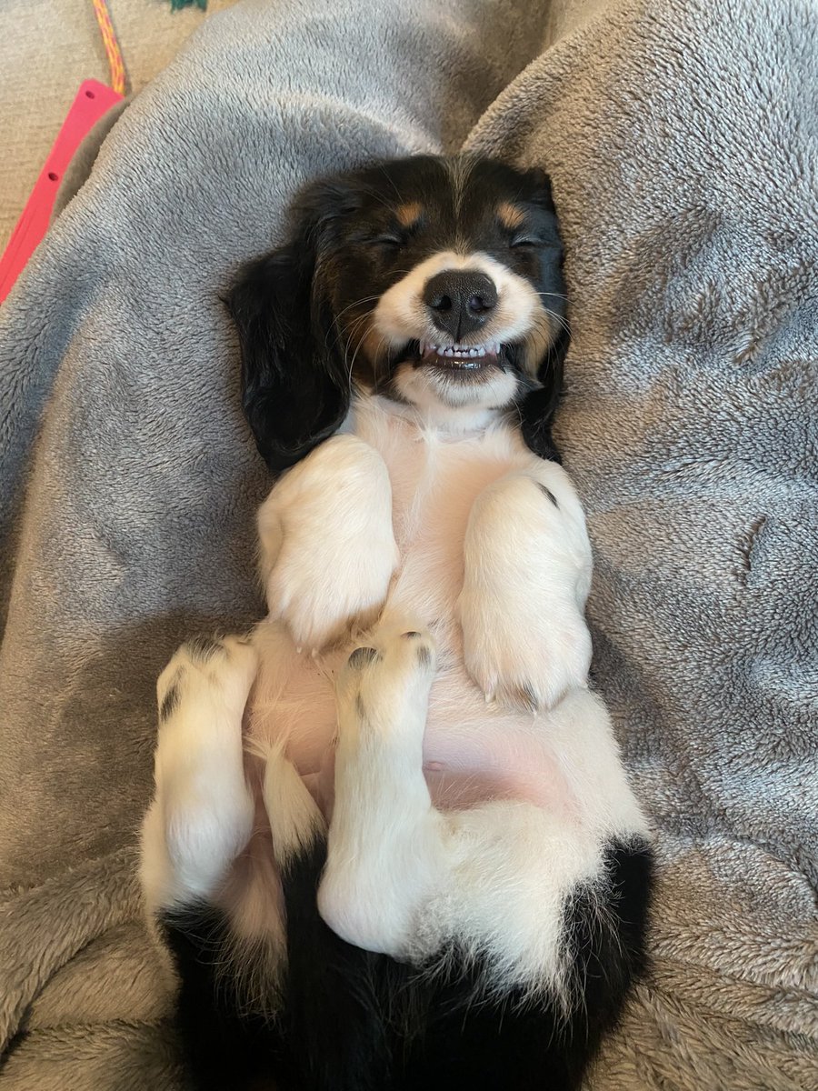 genius_dogs's tweet photo. cheesin https://t.co/Rry93I5Bvm