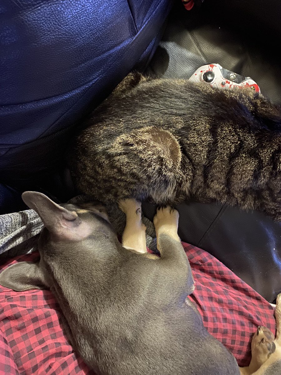 ClueDragon's tweet photo. A love story in 4 parts this evening.
Brought to you by a 15 year old grumpy as fuck cat and a 5 month old puppy. 
#timelinecleanse https://t.co/elVe6xWDIB