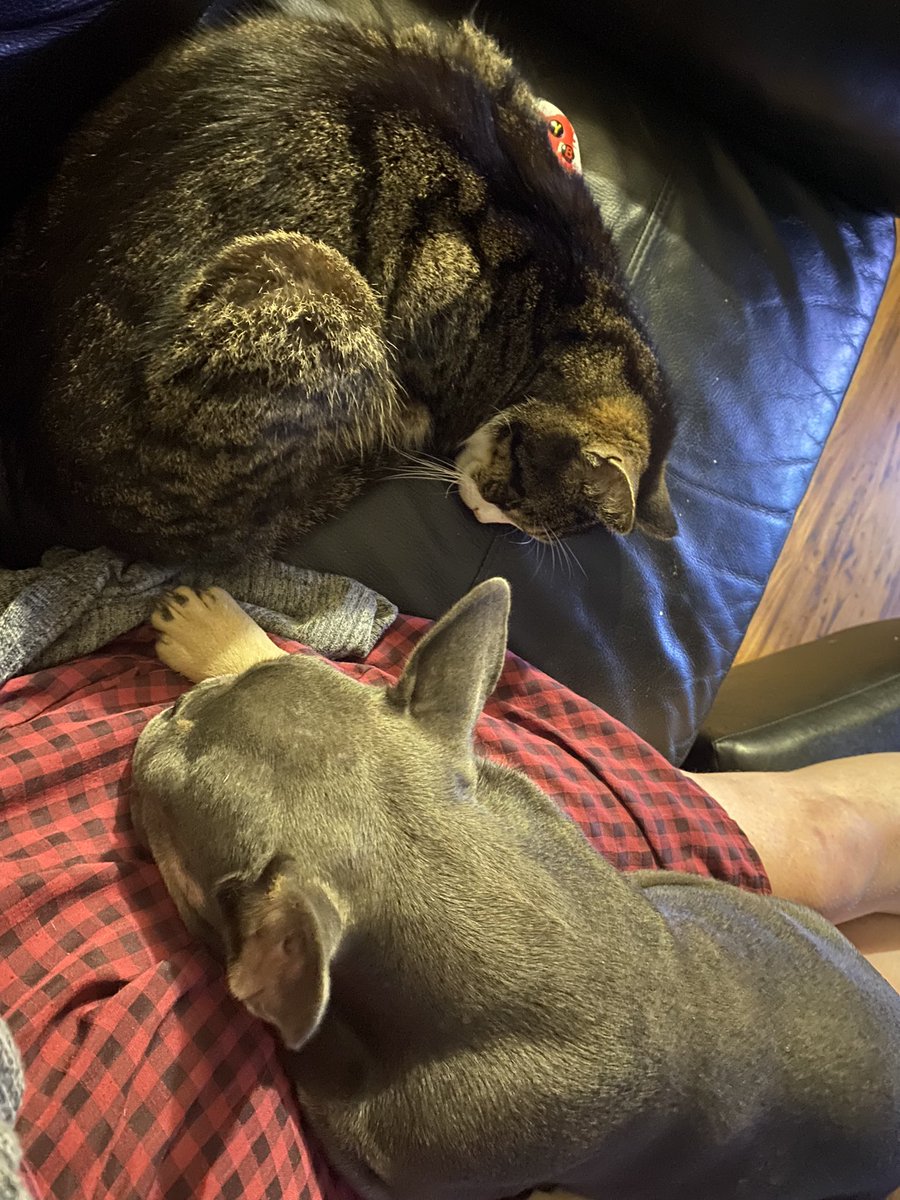 ClueDragon's tweet photo. A love story in 4 parts this evening.
Brought to you by a 15 year old grumpy as fuck cat and a 5 month old puppy. 
#timelinecleanse https://t.co/elVe6xWDIB