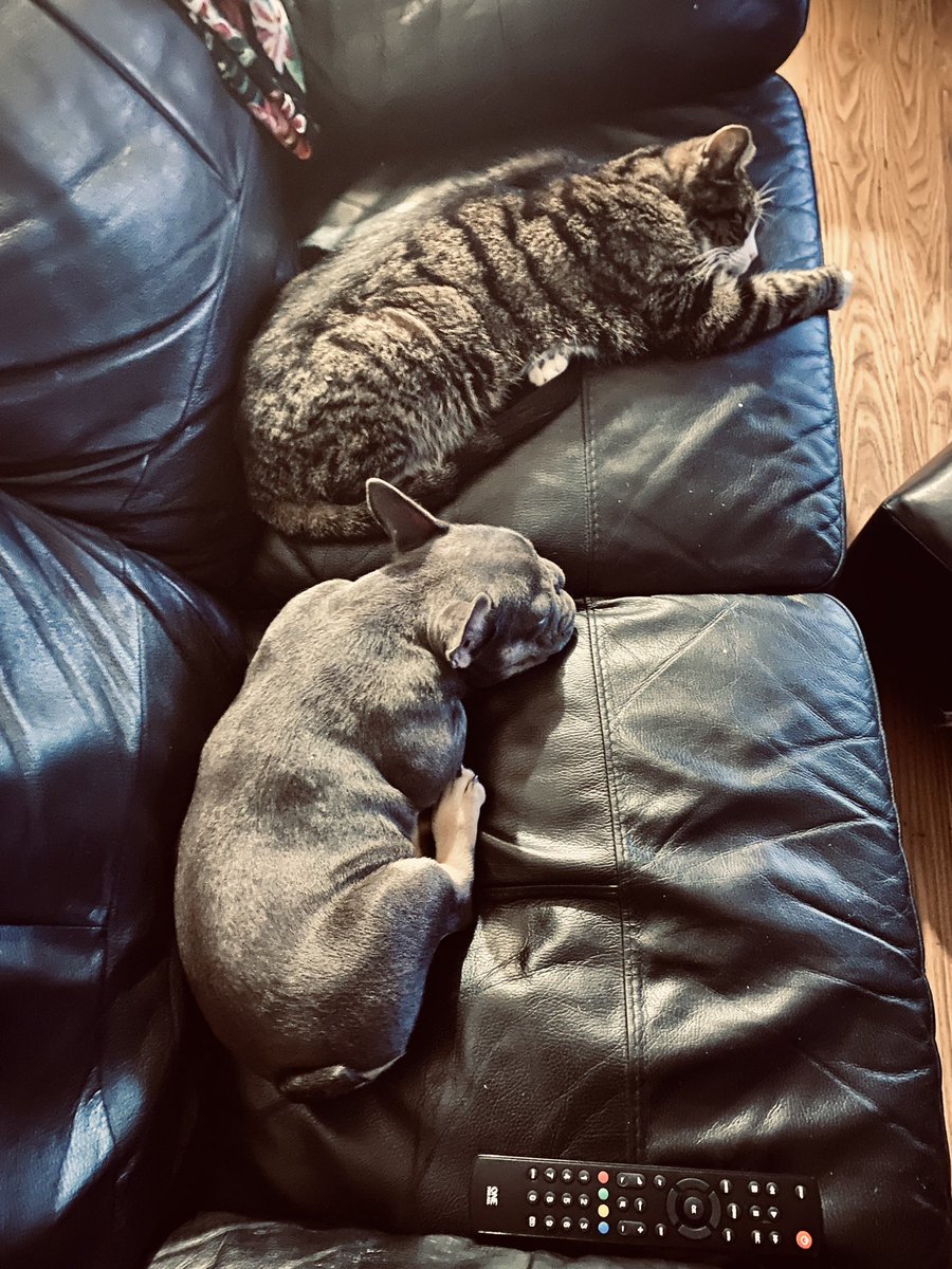 ClueDragon's tweet photo. A love story in 4 parts this evening.
Brought to you by a 15 year old grumpy as fuck cat and a 5 month old puppy. 
#timelinecleanse https://t.co/elVe6xWDIB