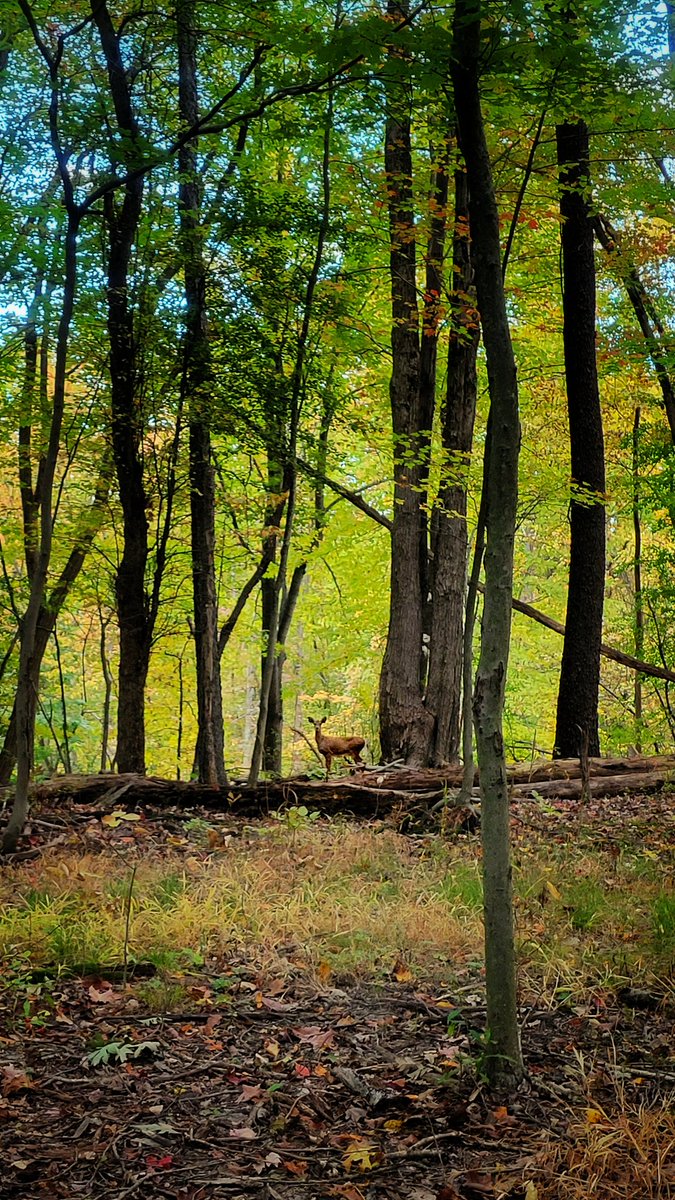 Elizabeth Page, MD 🧠 tweet media