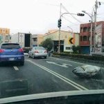 道路に何か落ちていると思ったら、まさかのマグロ!