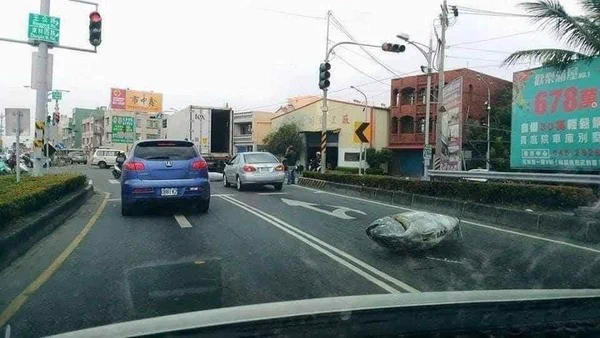 道路に何か落ちていると思ったら、まさかのマグロ！！