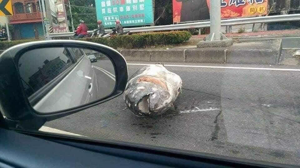 道路に何か落ちていると思ったら、まさかのマグロ！！