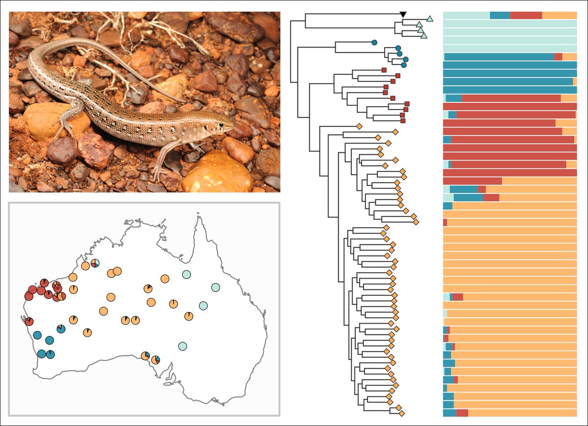I_Prates's tweet photo. Our new paper is out in @ZoolJLinnSoc! "Subspecies at crossroads: the evolutionary significance of genomic and phenotypic variation in a wide-ranging Australian lizard (Ctenotus pantherinus)". With @dan_rabosky and Paul Doughty. Find a PDF copy at https://t.co/aDsuiT2Jet https://t.co/fbixR3lPkW