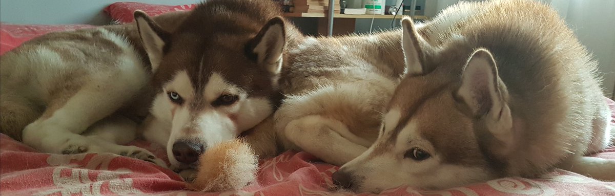 cococookie01's tweet photo. My boys ๐บโค๏ธ #husky #huskies #siberianhuskies #itsahuskything #snowdogs #floof #mybabies #dogsoftwitter #meandmydad https://t.co/7mGxiefOrA