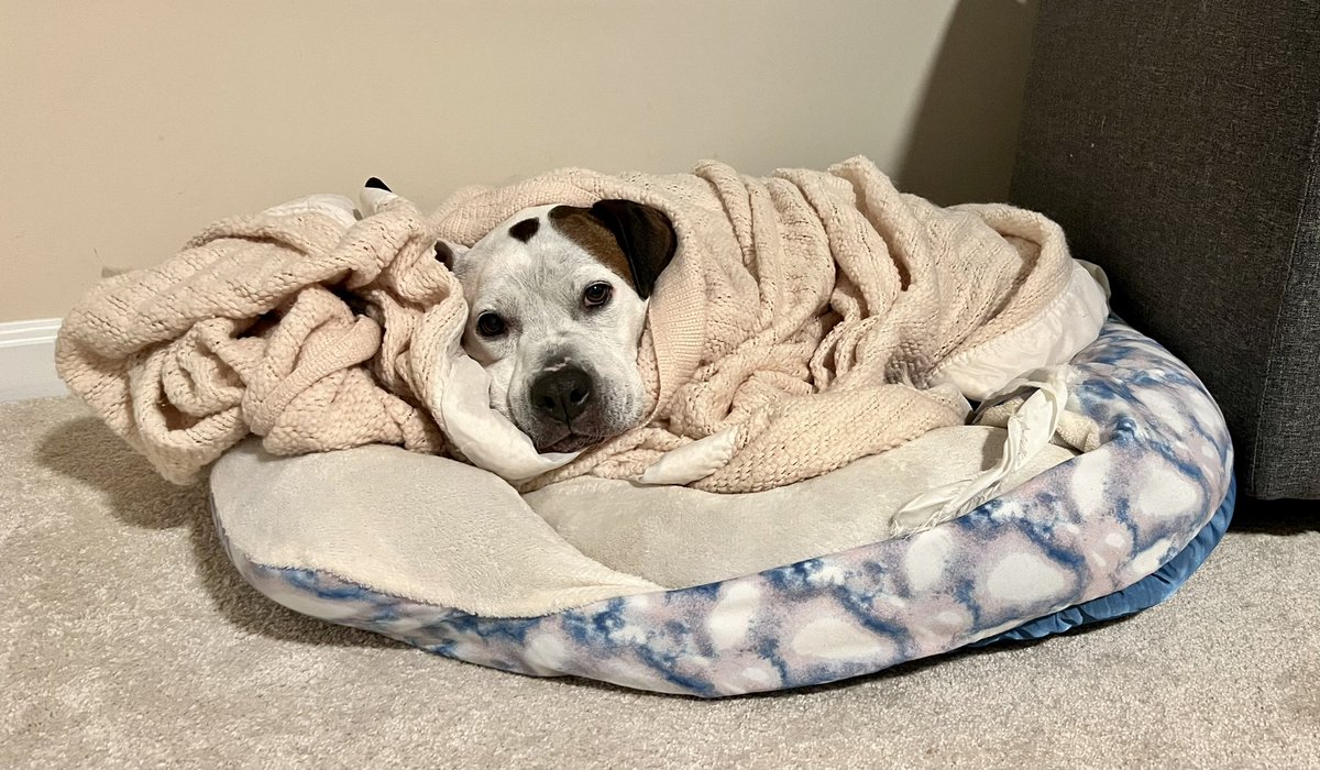 LazyDaisyPup's tweet photo. To be clear, it’s in the 60s here and obviously much warmer in the house. Daisy is just living her best old lady life #WinterIsComing https://t.co/hwinUF48oR