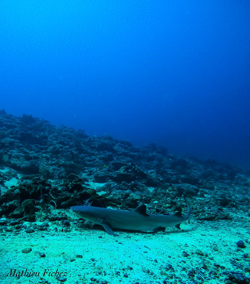 MathieuFichez's tweet image. Ce matin lors de ma plongée d’exploration j’ai pu voir ce magnifique requin de récifs.
#shark #giliair @MathieuFichez #Google