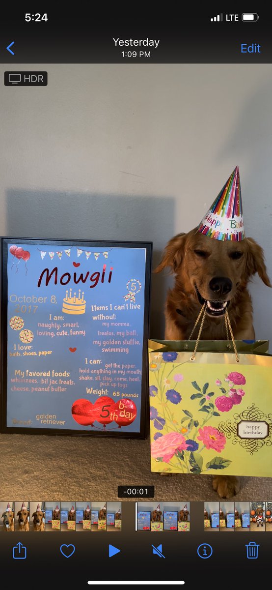 Battaboo's tweet photo. Over the weekend my birthday came,  I turned five years old!! #BirthdayBoy #Five #GiveMeCake #GoldenRetriever https://t.co/iOF4WXru9A