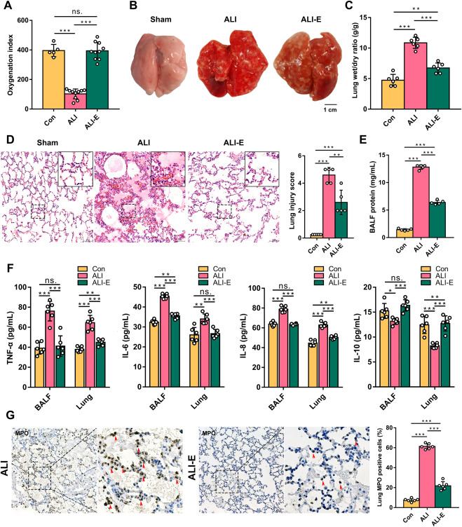 TheJHLT's tweet photo. Venovenous extracorporeal membrane oxygenation promotes alveolar epithelial recovery by activating Hippo/YAP signaling after lung injury #ECMO #lungprotection
https://t.co/T3aB84G4YC https://t.co/tJlqA3QVxx